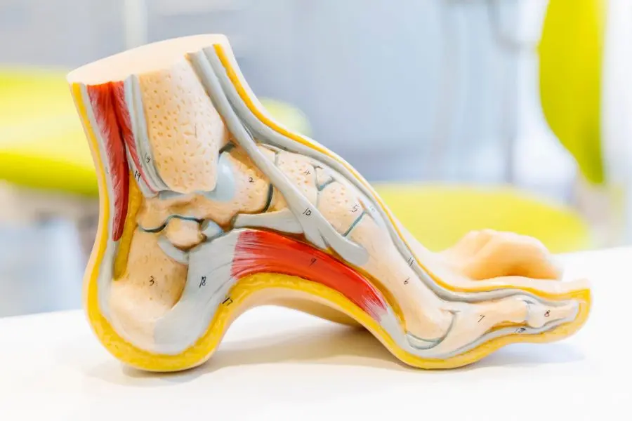 À quoi ressemble l’anatomie du pied ?