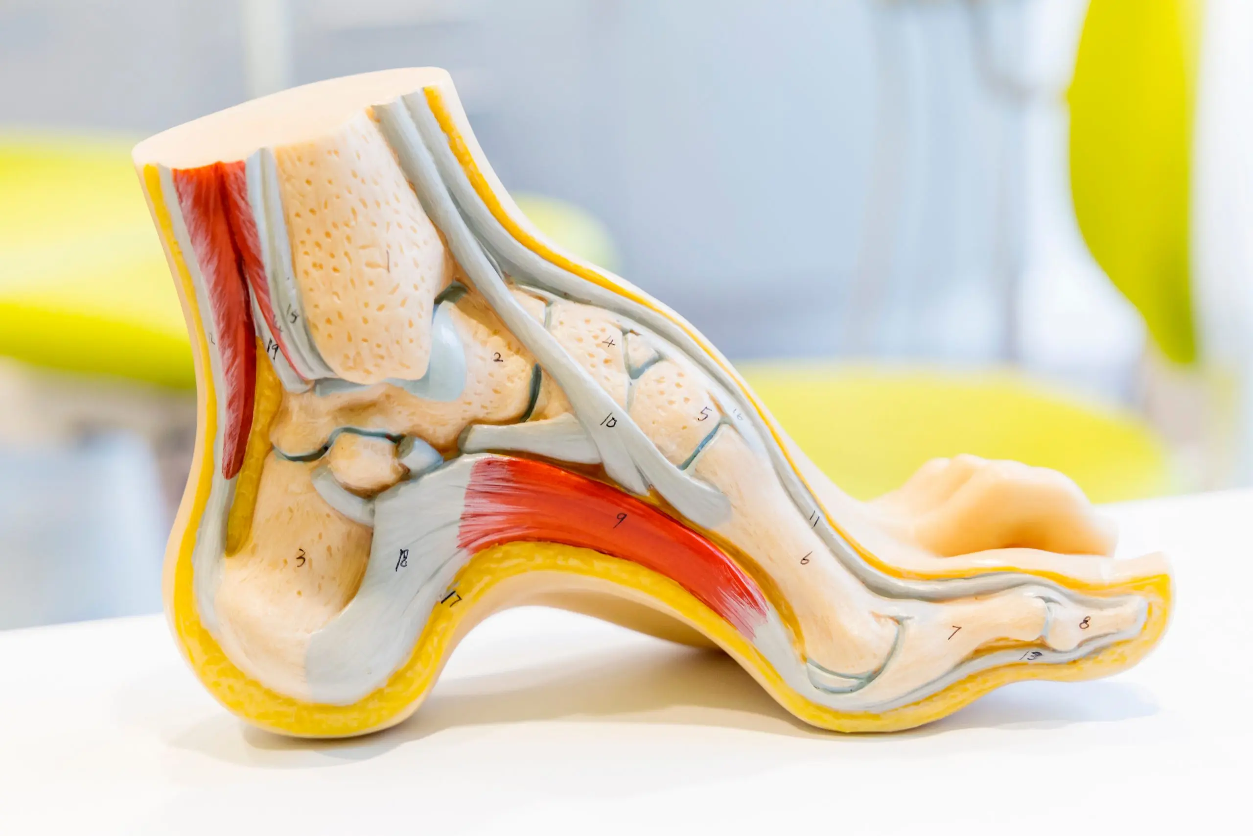 Tout savoir sur l’anatomie du pied humain - PiedRéseau